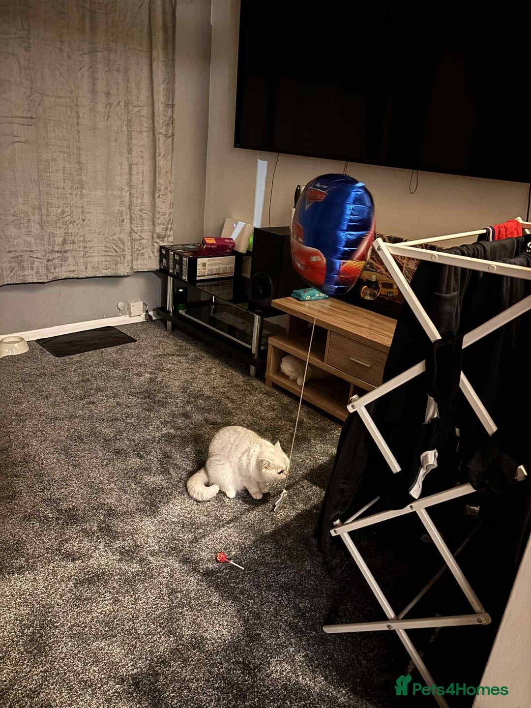 British Shorthair cats for sale: Luna looking for a lovely new family - Advert 6