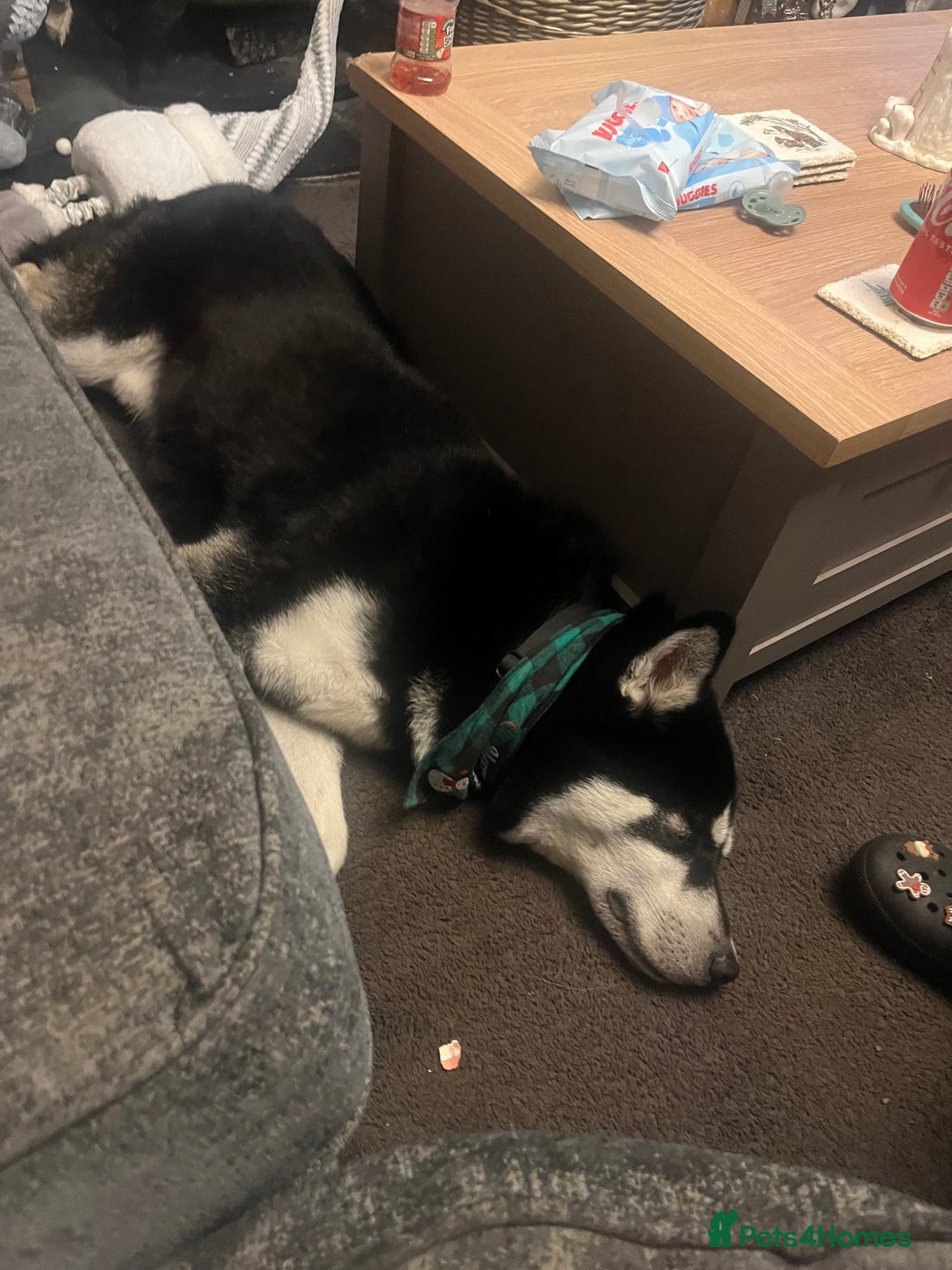 Siberian Husky dogs for stud: Meet Odin  - Advert 5