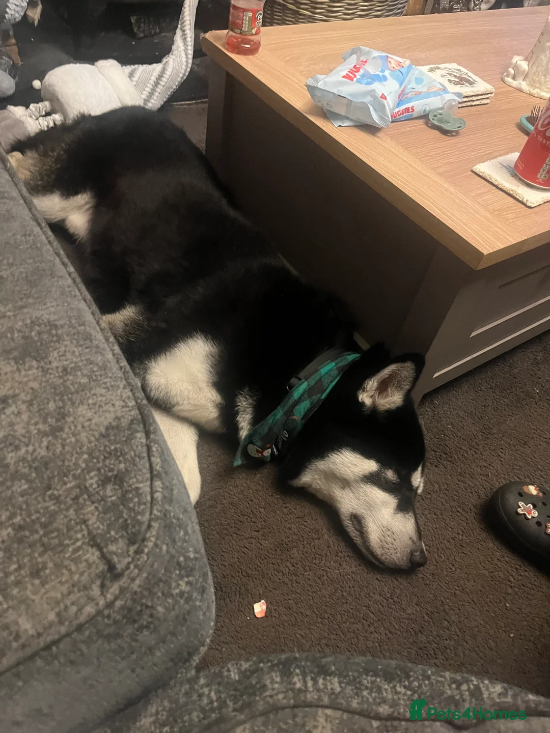 Siberian Husky dogs for stud: Meet Odin  - Advert 4