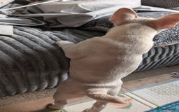 Mixed Breed dogs for sale: 3x Female French Bulldog X Chow Chow puppies.   - Advert 14