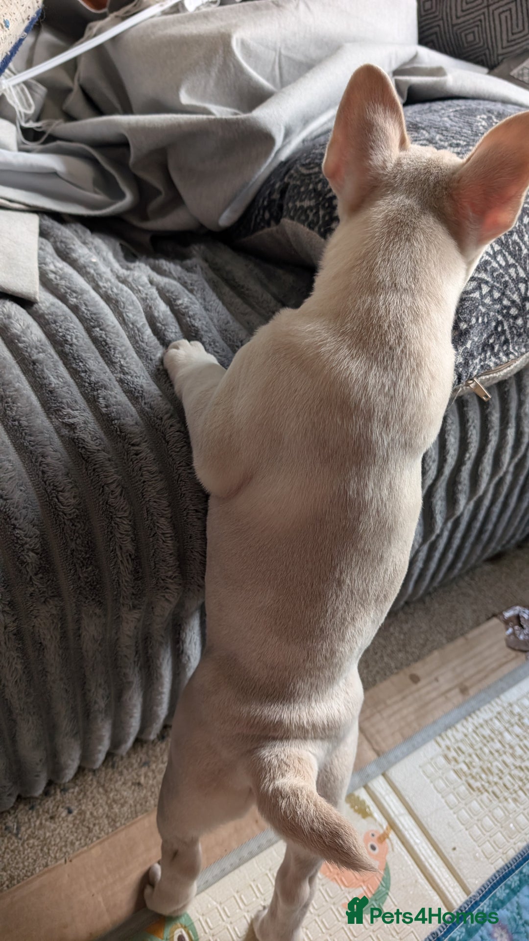 Mixed Breed dogs for sale: 3x Female French Bulldog X Chow Chow puppies.   - Advert 14