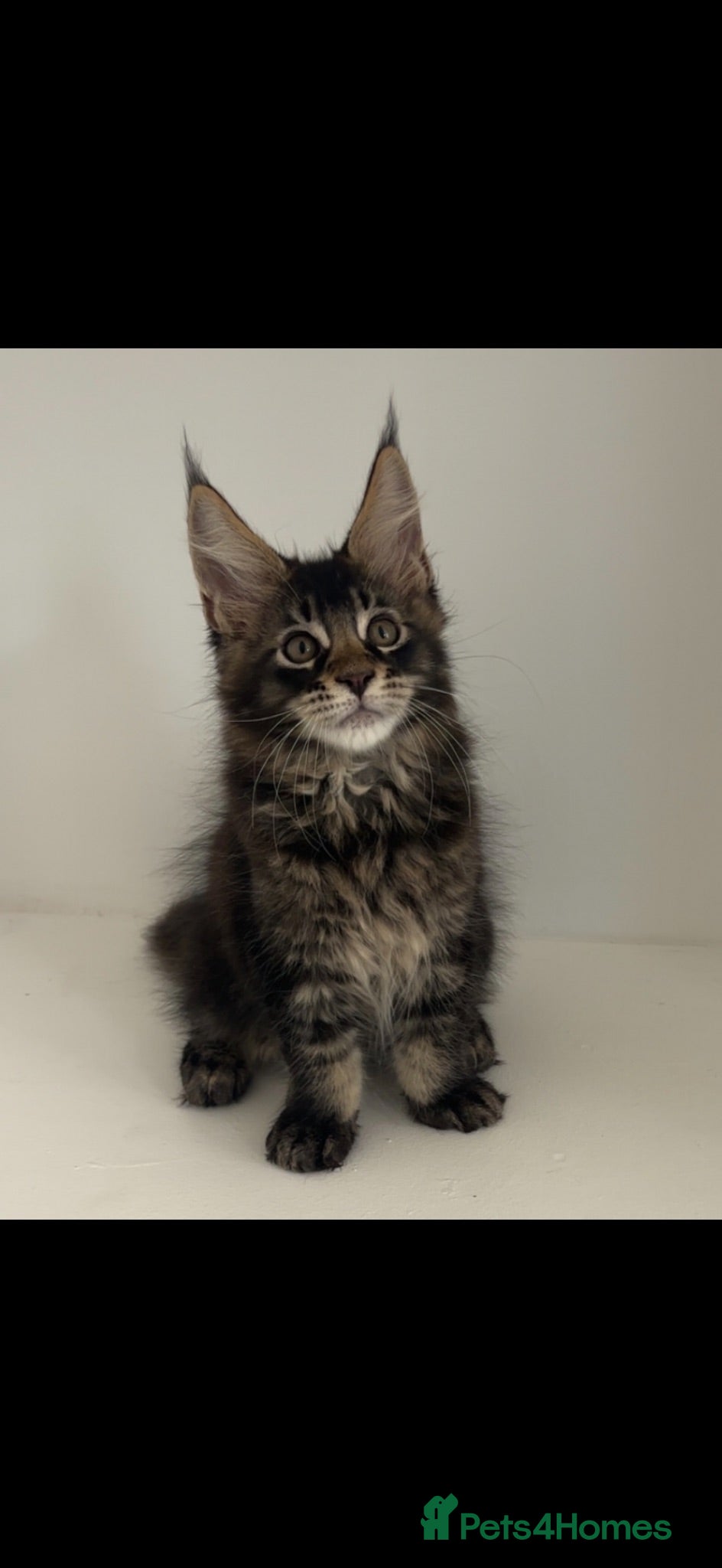 Maine Coon cats Beautiful babies! - Advert 14