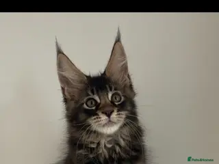 Maine Coon cats Beautiful babies! - Advert 14
