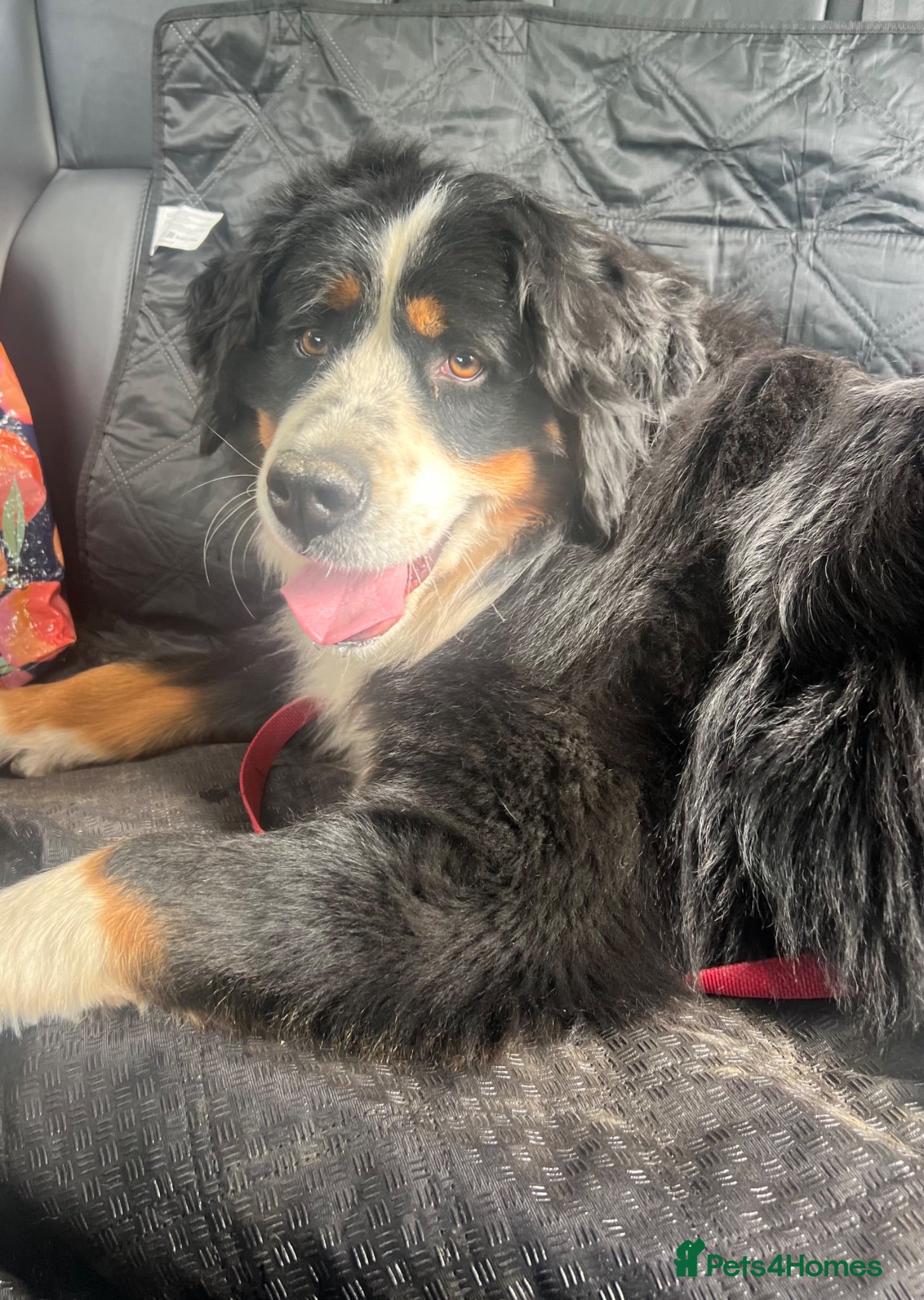 Bernese Mountain Dog dogs Two lovely Bernese Mountain Dogs  - Advert 1