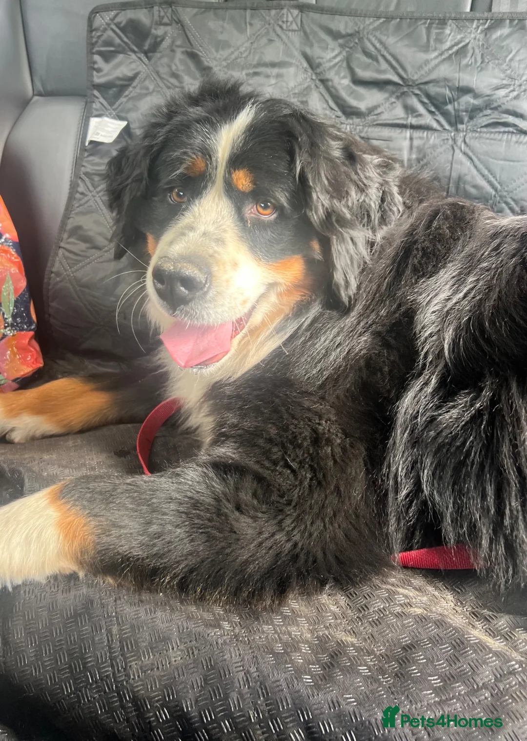 Bernese Mountain Dog dogs for sale: Two lovely Bernese Mountain Dogs  - Advert 1