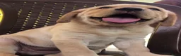 Labrador Retriever dogs for sale: Labrador puppys - Advert 11