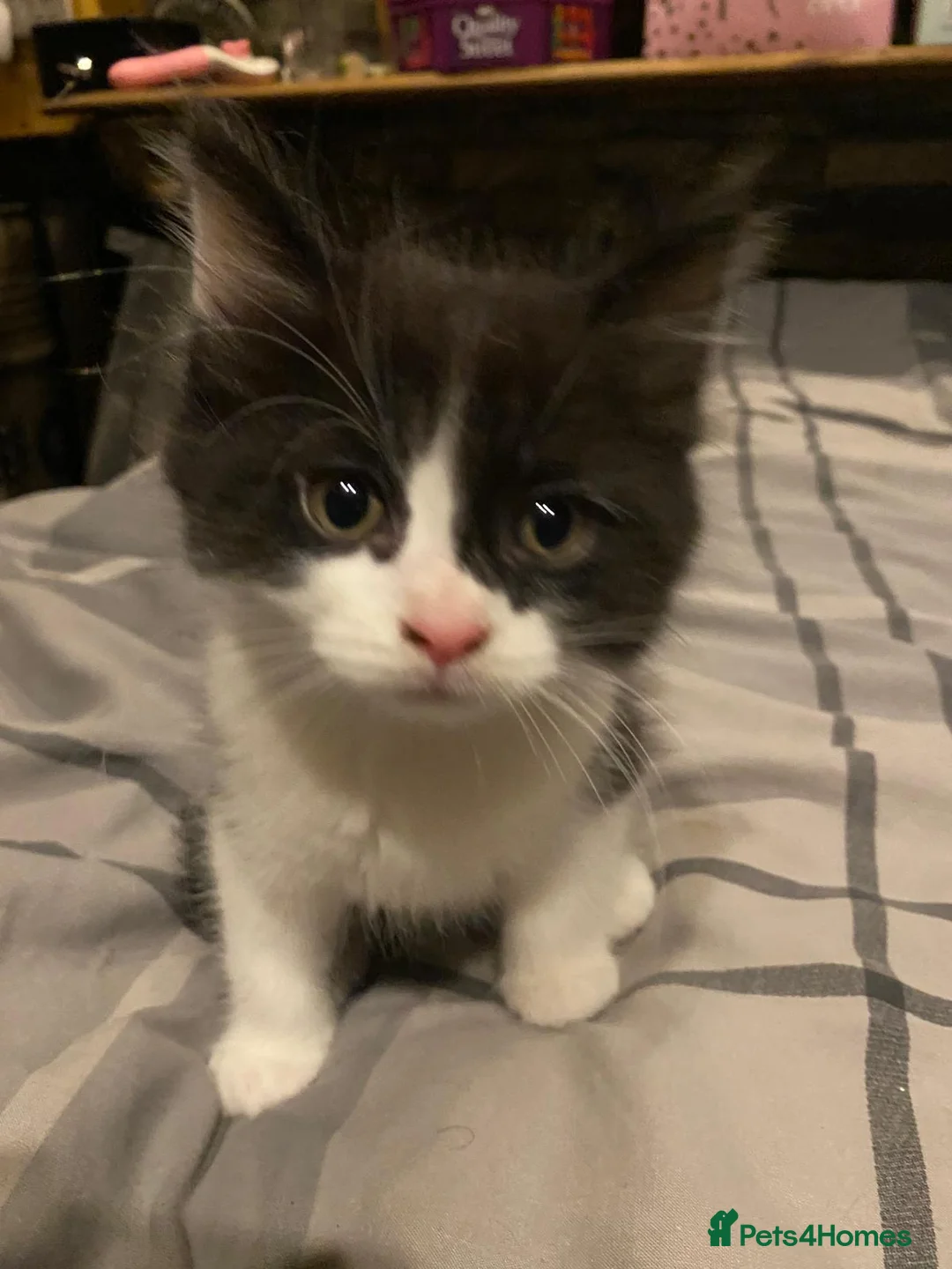 Mixed Breed cats for sale: 4 kitten ready for there forever homes - Advert 1