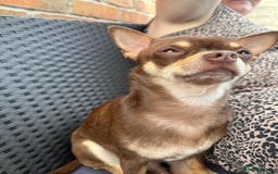 Chihuahua dogs for stud: The boy who never left ….Tommy for Stud - Image 4