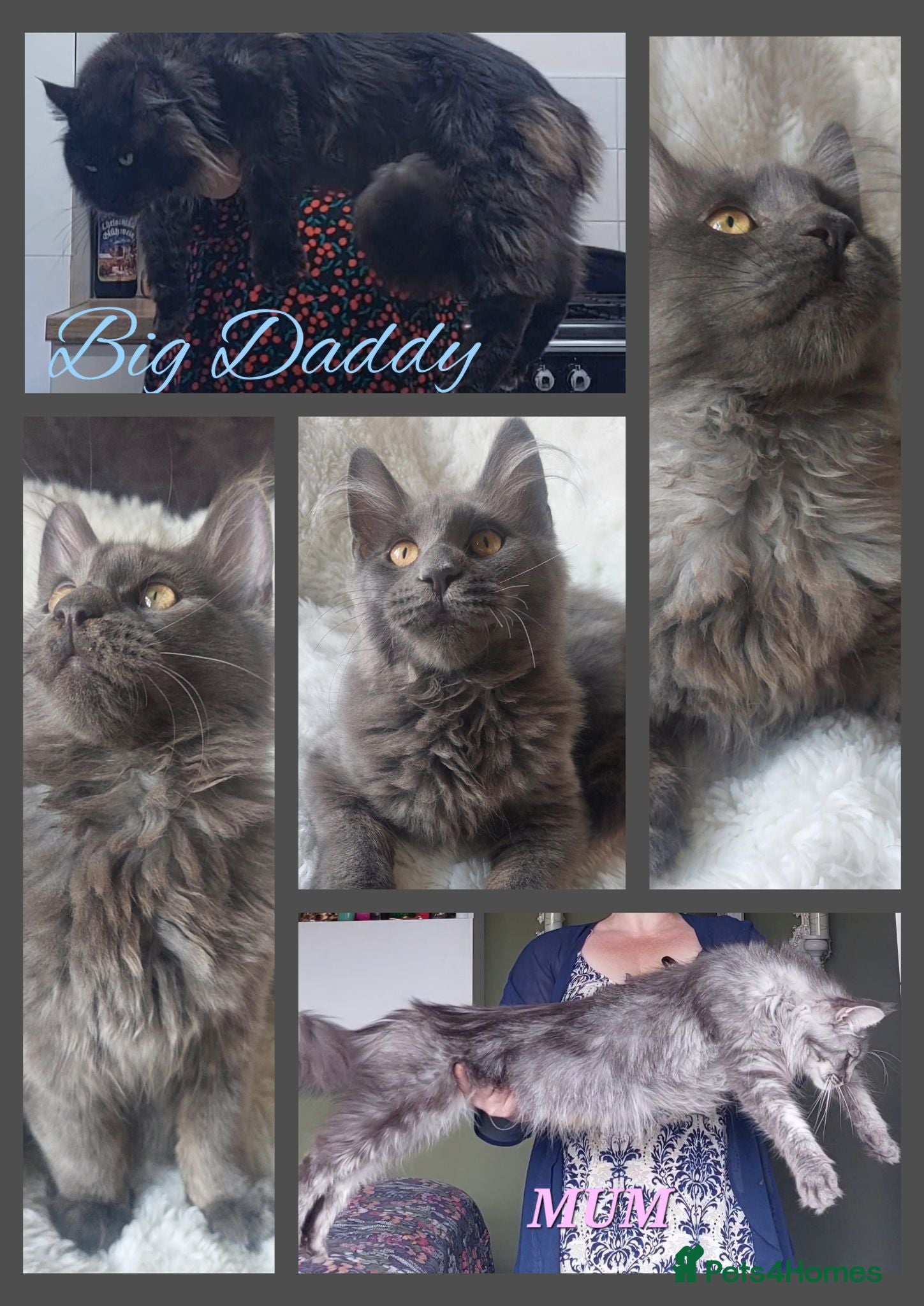 Maine Coon cats 🌟 Ready now 🌟 Russian Bloodline Maine Coons  - Advert 17