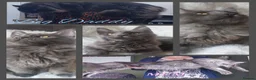 Maine Coon cats for sale: 🌟 Ready now 🌟 Russian Bloodline Maine Coons  - Advert 1