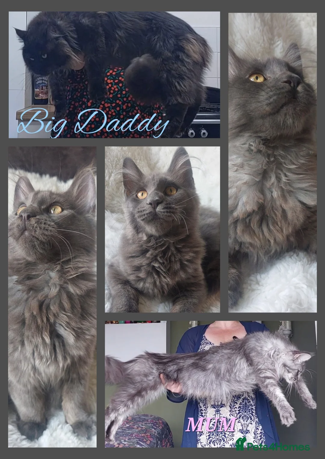 Maine Coon cats for sale: 🌟 Ready now 🌟 Russian Bloodline Maine Coons  - Advert 1