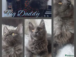 Maine Coon cats 🌟 Ready now 🌟 Russian Bloodline Maine Coons - Advert 17