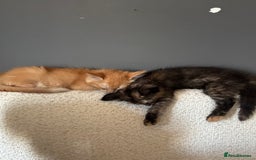 Mixed Breed cats for sale: Two lovely girls needing new home  - Image 13