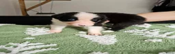 Border Collie dogs for sale: Border Collie Puppies - Advert 18