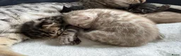Bengal cats for sale: Bengal Kittens For Sale (6 Left) - Advert 25