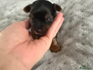 Yorkshire Terrier dogs MINIATURE YORKSHIRE TERRIER FEMALE PUPPY in Doncaster - Advert 1