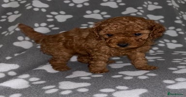 Cockapoo dogs - Advert 5
