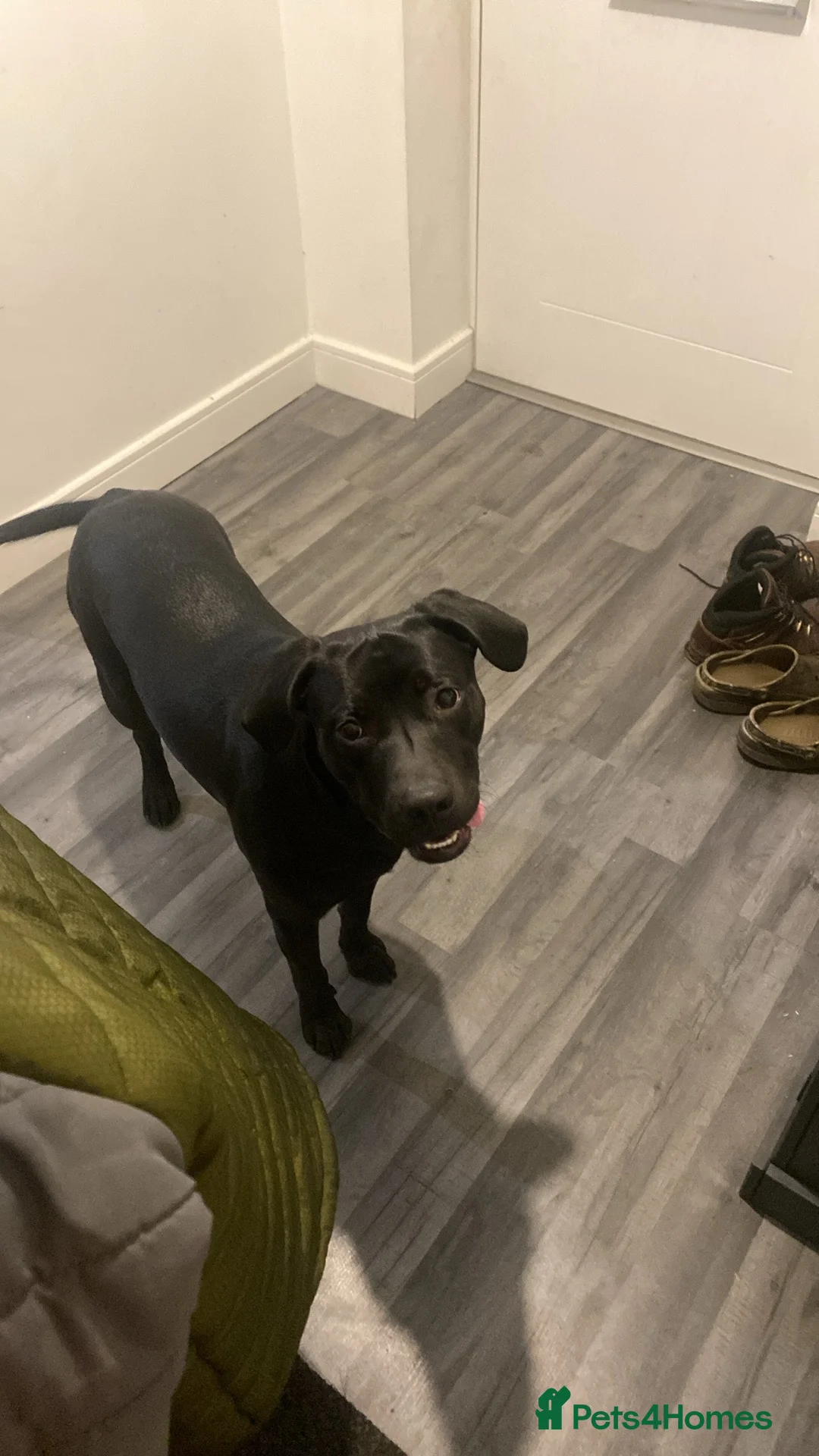 Mixed Breed dogs for sale: Staffador  in Didcot - Advert 4