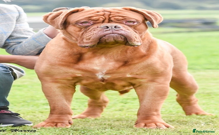 Dogue De Bordeaux dogs in Carlisle - Advert 1
