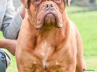 Dogue De Bordeaux dogs stud available in Carlisle - Advert 16