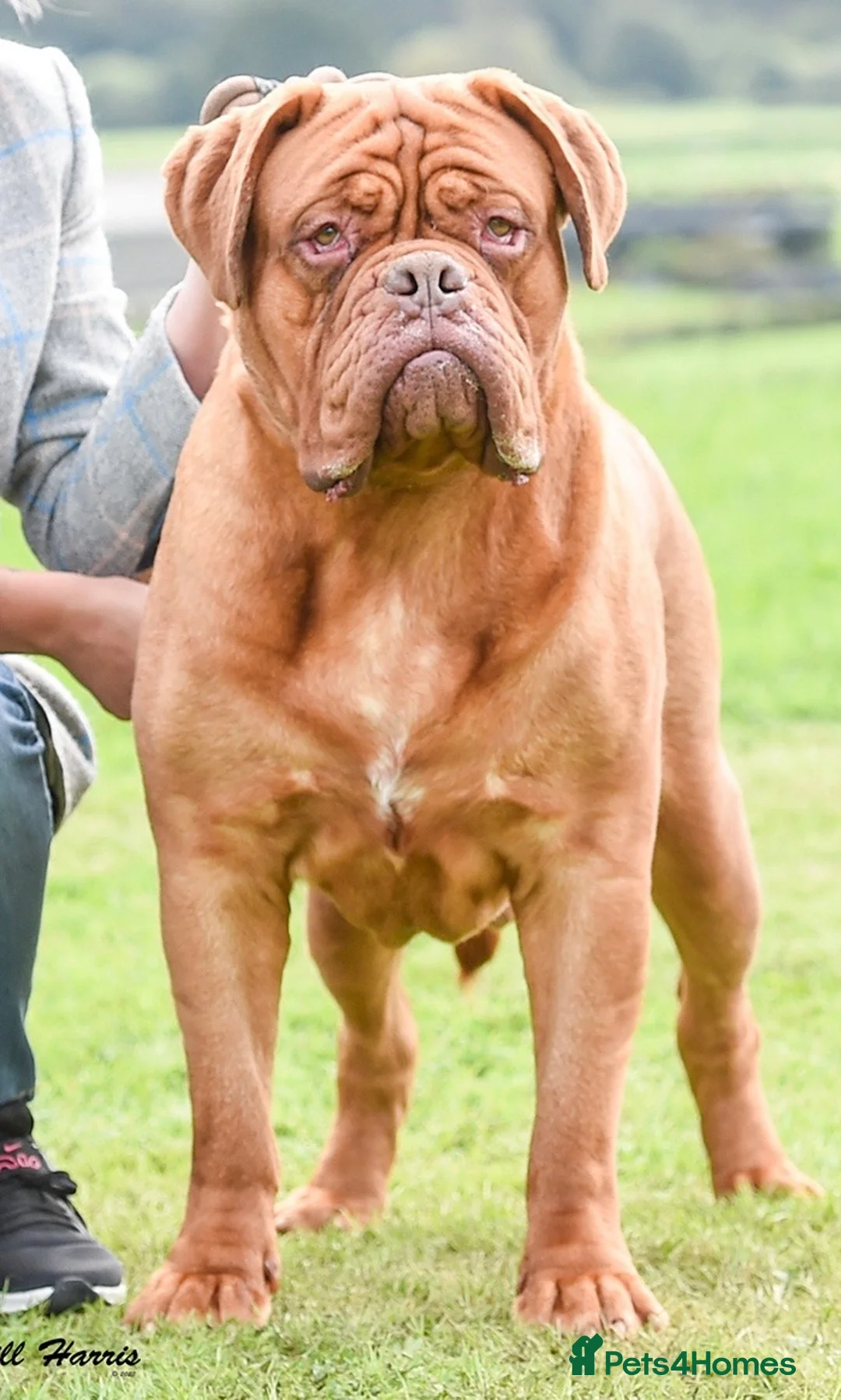 Dogue De Bordeaux dogs for stud: stud available in Carlisle - Advert 2