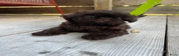 Shih Tzu dogs for sale: KC true chocolate imperial Shihtzu puppies  - Advert 14