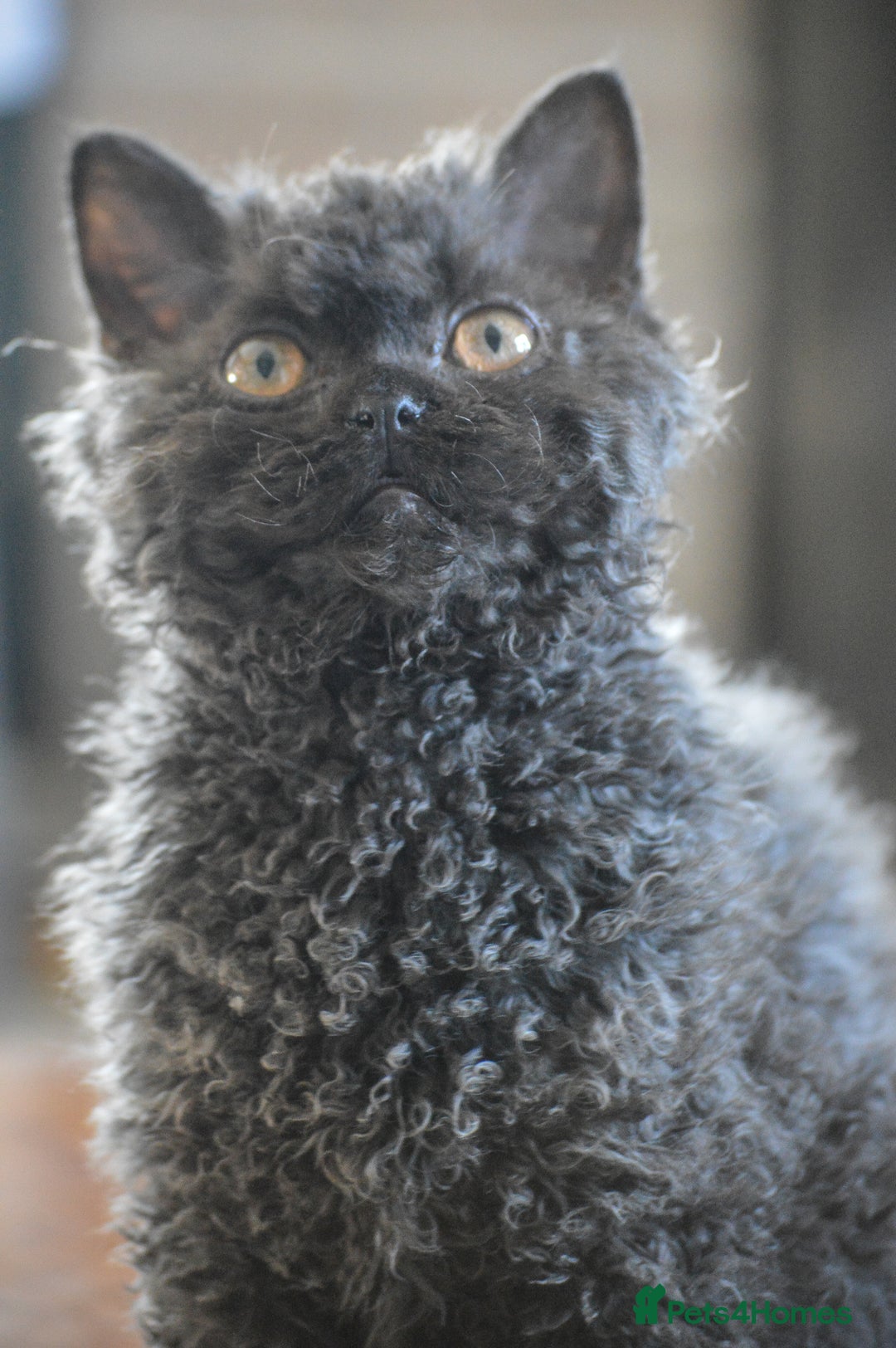 Selkirk Rex cats for sale: Lovely lad looking for a warm lap - Advert 2