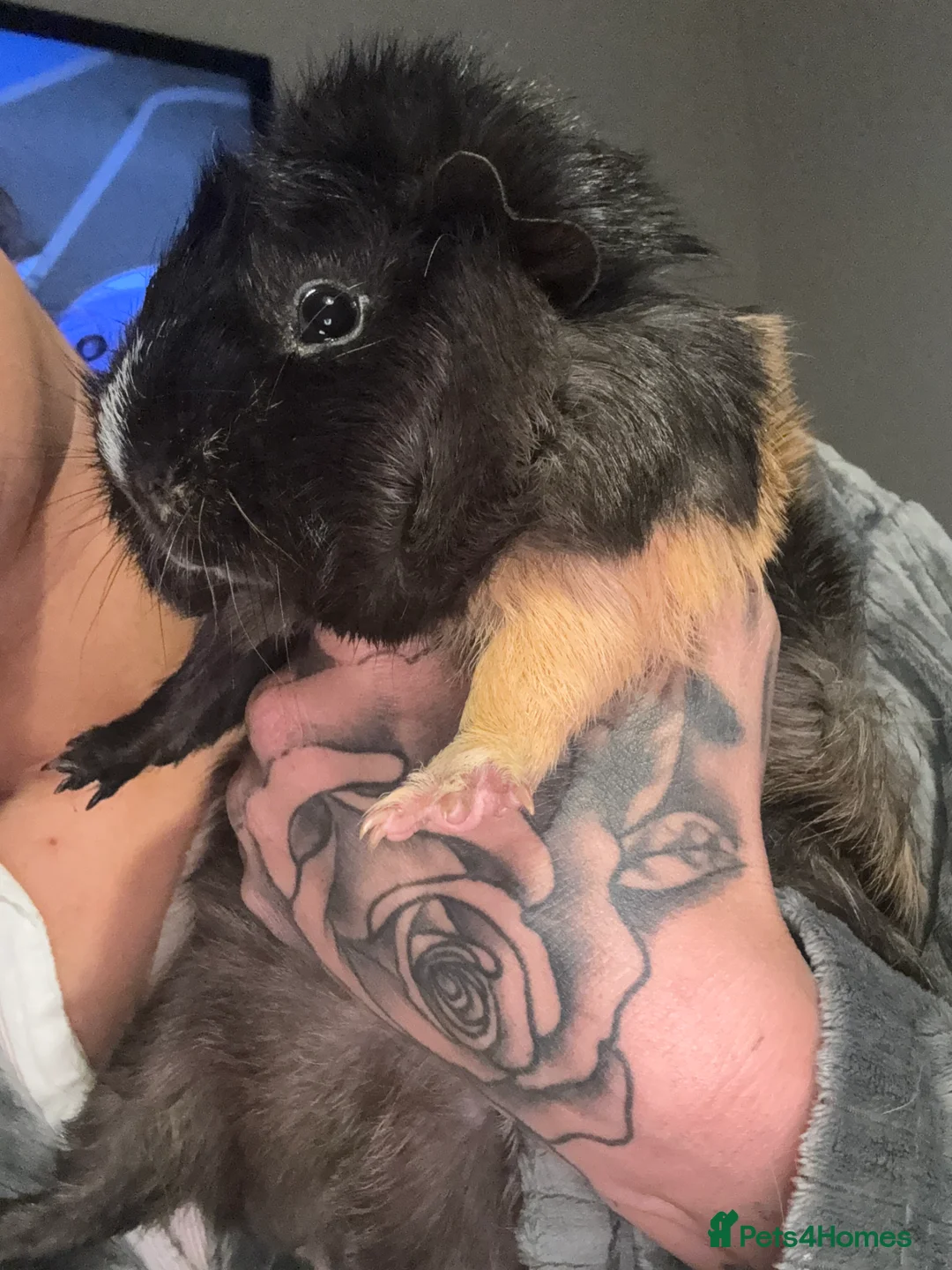 Guinea Pig rodents for sale: Guinea pigs brothers  - Advert 4