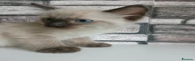 Ragdoll 4