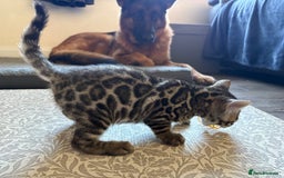 Bengal cats for sale: Pedigree TICA Bengal Brown Rosetted Male Kitten - Image 24