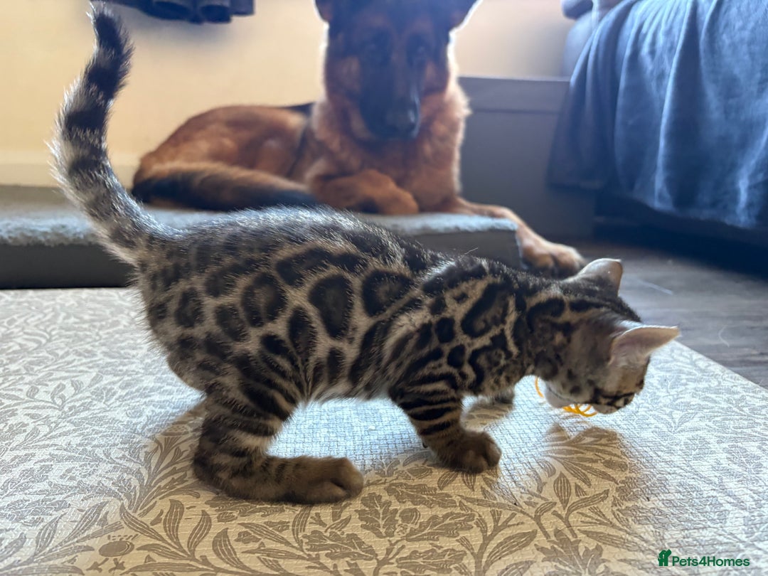 Bengal cats for sale: Pedigree TICA Bengal Brown Rosetted Male Kitten - Image 24