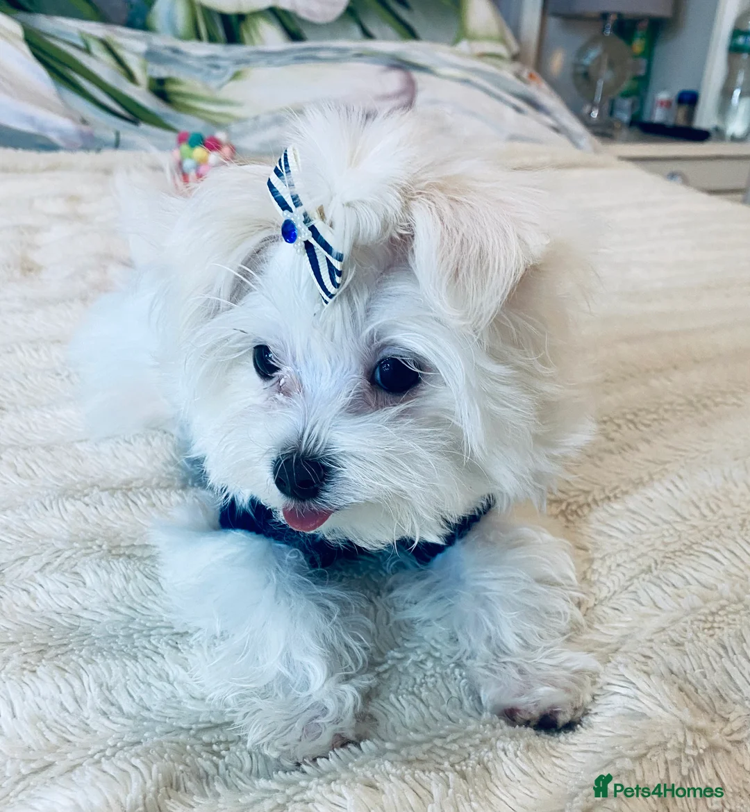 Maltese dogs for sale: ✨ Outstanding KC korean Maltese Puppies ✨ - Advert 15