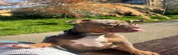 American Bulldog dogs for sale: Two sweethearts looking for a friend for life! - Advert 17