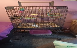 Cockatiels birds for sale: Pair of cockatiels - Advert 1