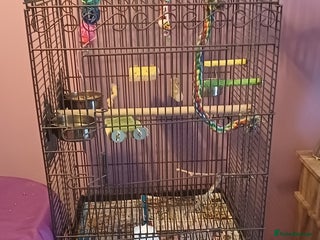 Cockatiels birds Pair of cockatiels - Advert 2