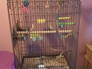 Cockatiels birds Pair of cockatiels - Advert 16