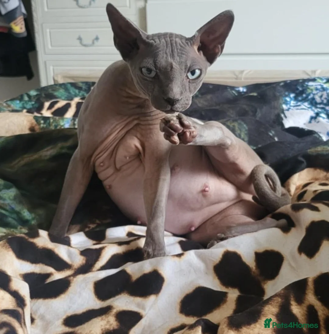 Sphynx cats for stud: Looking for stud  - Advert 2