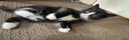 Mixed Breed cats for sale: Mixed breed kittens looking for new home  - Advert 18