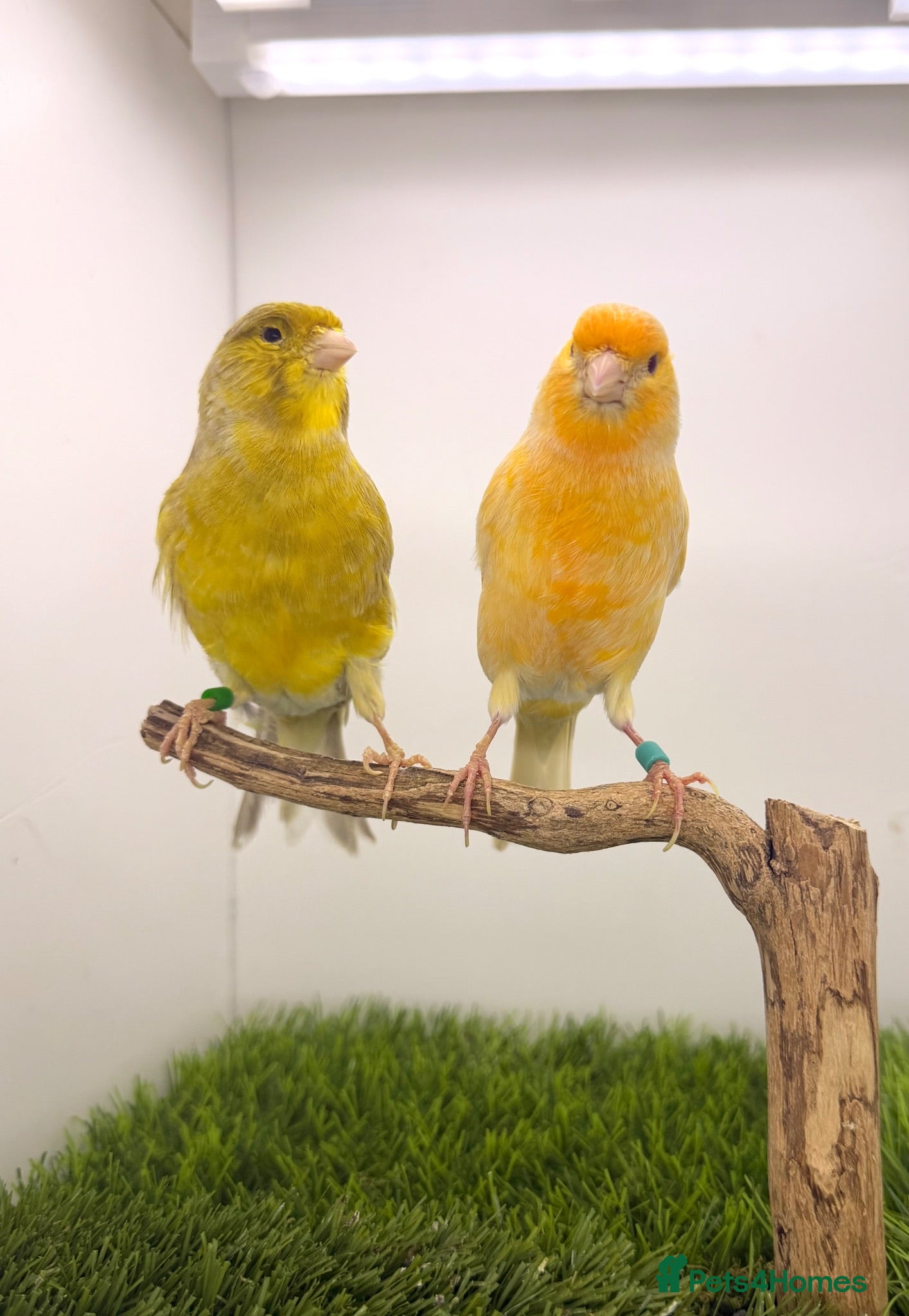 Canaries birds x2 canary’s pairs available fit and healthy  - Advert 3