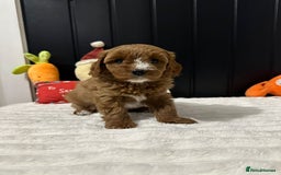 Cavapoo dogs for sale: CAVAPOOS  - Advert 3