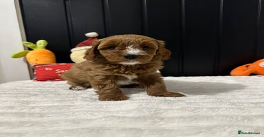 Cavapoo dogs CAVAPOOS  - Advert 9