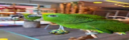 Parrots birds for sale: Gorgeous Baby Panama Amazon Parrots For Sale  - Advert 3