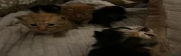 Mixed Breed cats for sale: 5 Adorable kittens and Mummy  - Advert 3