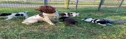 Sprocker dogs for sale: Sprocker Spaniel puppies  - Advert 11