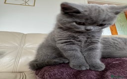 British Shorthair cats for sale: British shorthair kittens - Image 8