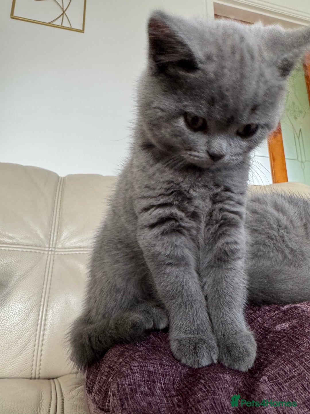 British Shorthair cats for sale: British shorthair kittens - Image 8