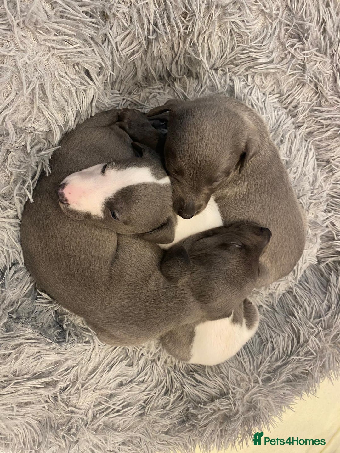 Whippet dogs for sale: Litter of 3 beautiful KC Whippets, Sheffield  - Advert 6