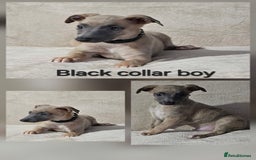 Whippet dogs for sale: Stunning litter of whippet puppies - Image 5