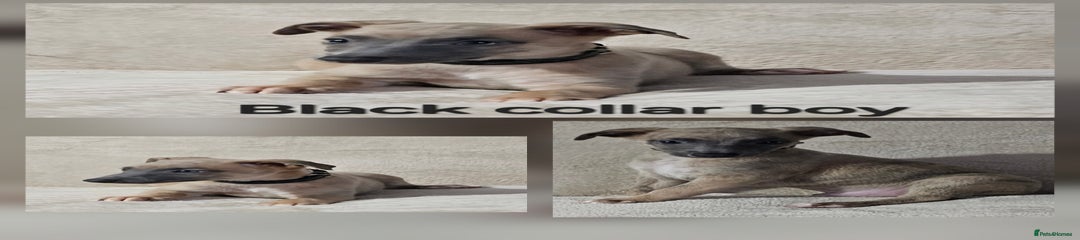 Whippet Puppy 5
