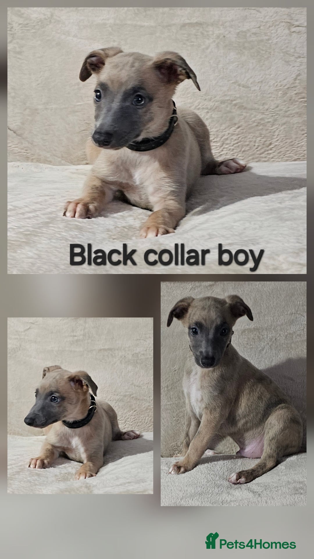 Whippet dogs for sale: Stunning litter of whippet puppies - Image 5